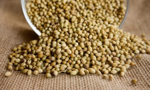 CORIANDER SEED